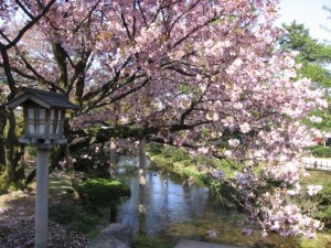 Picture of a blooming cherry tree over a river